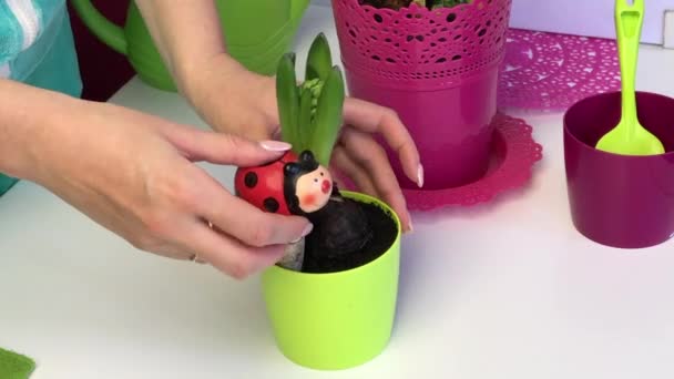 Een hyacint lamp met een spruit en een knop staat in een pot. Een vrouw zet een keramische drinker voor een bloem in het. — Stockvideo