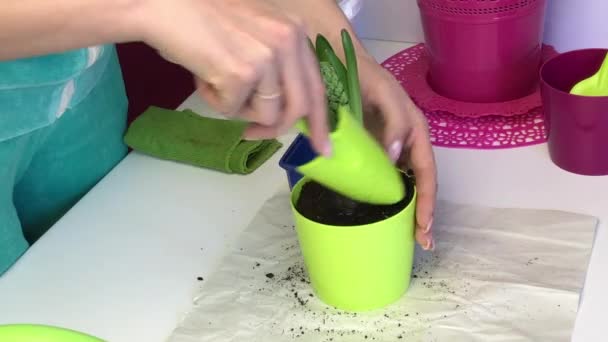 A hyacinth bulb with a sprout and a bud is standing in a pot. A woman adds soil to the bulb with a spatula and smoothes it with her hands. — Stok video