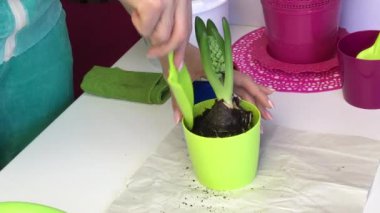 A hyacinth bulb with a sprout and a bud is standing in a pot. A woman adds soil to the bulb with a spatula. Hyacinth is preparing for flowering. Primrose transplant