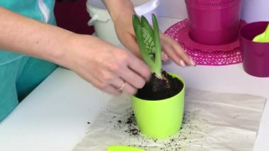 A hyacinth bulb with a sprout and a bud is standing in a pot. A woman leans her hands on the ground onion. Then water the sprout from the watering can.