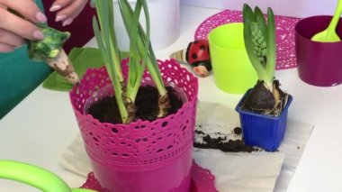 A woman puts a ceramic flower bowl for flowers in a pot with daffodil sprouts. Primrose transplant.
