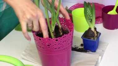A woman puts a pot of daffodils in a flower pot. Primrose transplant.