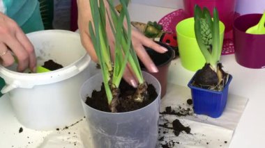A woman adds soil to the bulbs of daffodil sprouts. Seals the soil with your hands and watered from a watering can. Primrose transplant.