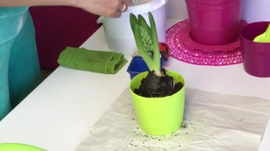 A hyacinth bulb with a sprout and a bud is standing in a pot. A woman adds soil to the bulb with a spatula. Hyacinth is preparing for flowering.