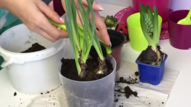 A woman adds soil to the bulbs of daffodil sprouts. Seals the soil with your hands. Primrose transplant.