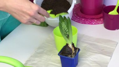 A woman pours soil into a pot and transplantes a hyacinth bulb into it. Adds soil to the bulb with a spatula. Hyacinth is preparing for flowering. Primrose transplant.