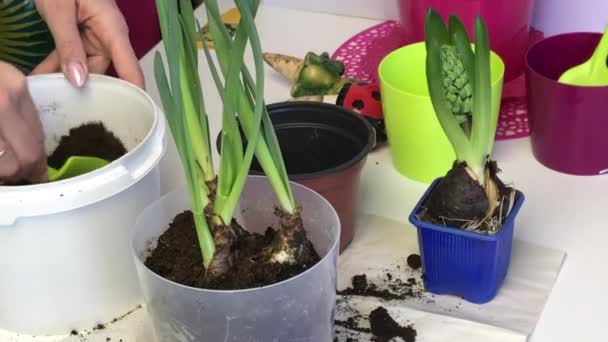 A woman adds soil to the bulbs of daffodil sprouts. Uses a spatula for this. Primrose transplant. — 图库视频影像