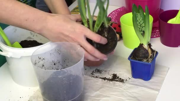 A woman takes daffodils from a pot together with an earthen lump. Primrose transplant. — ストック動画
