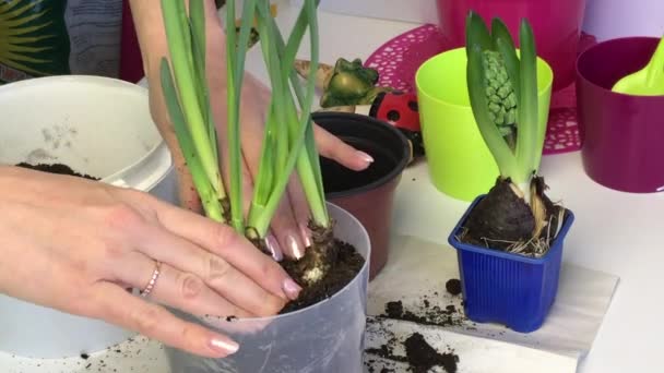 Een vrouw doet de spruiten van een narcis samen met een aarden knobbel in een nieuwe pot. Zeehonden handen rond de grond rond bloembollen. Primarotransplantatie. — Stockvideo