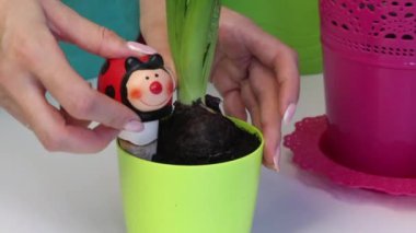 A woman is installing a ceramic drinking bowl next to a hyacinth bulb. Sprouts and bud are visible. Close-up shot.