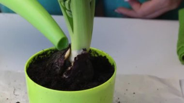 A woman pours a hyacinth bulb from a watering can. Sprouts and bud are visible. Close-up shot.