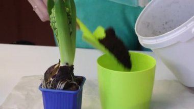 A woman pours soil into a pot. Nearby stands hyacinth for transplantation. Close-up shot.