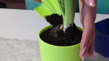 Woman adds soil to hyacinth bulbs. Levels with hands. Sprouts and bud are visible. Close-up shot.