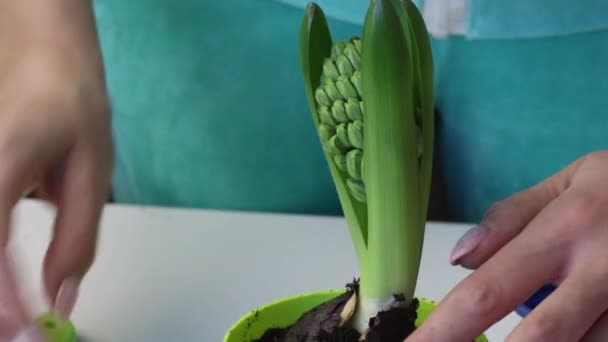 Een vrouw voegt gladde grond toe aan de hyacint bollen. Water geven uit een gieter. Sprouts en toppen zijn zichtbaar. Close-up opname. — Stockvideo