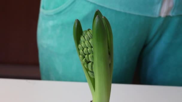 Woman adds soil to hyacinth bulbs. Sprouts and bud are visible. Close-up shot. — Stockvideo