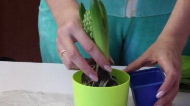 A woman transplants a sprout of hyacinth with an earthen lump into a pot. Adds aochva to tubers. Close-up shot.