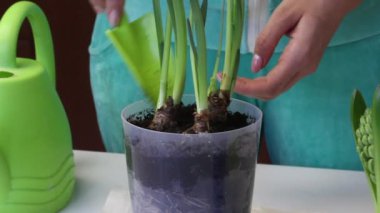 A woman shovels the soil near the sprouts of a daffodil in a pot. Adds soil to the tubers. Close-up shot.