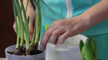 A woman transplanted a daffodil in a new pot. Seals the soil and watered from a watering can. Close-up shot.