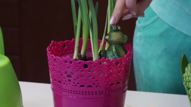 Een vrouw zet een keramische drinkbak in een pot met een narcis. Close-up opname. — Stockvideo