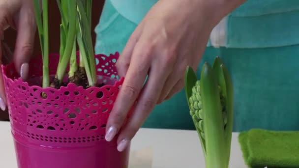 Een vrouw doet een pot narcis in een bloempot. Vlakbij is hyacint. Close-up opname. — Stockvideo