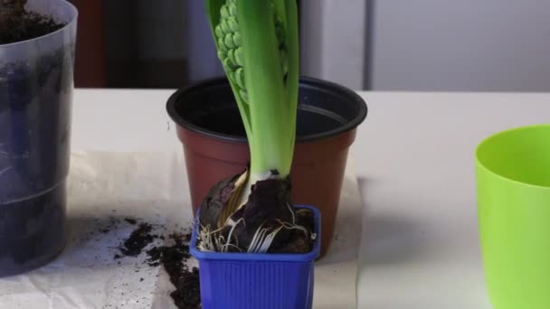 Germoglio di giacinto in una pentola. Intorno oggetti per la floricoltura. Primo piano. . — Video Stock