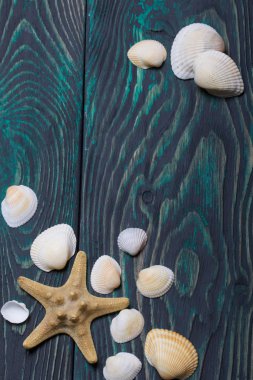 Denizyıldızı ve bir sürü farklı deniz kabuğu. Çam ağaçlarında siyaha ve yeşile boyanmış.