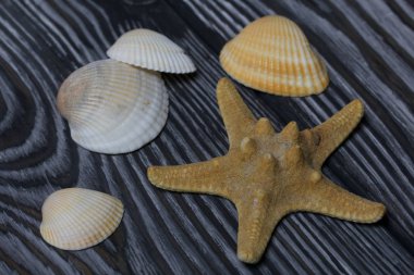 Denizyıldızı ve bir sürü farklı deniz kabuğu. Siyah beyaza boyanmış çam ağacından tahtalara.