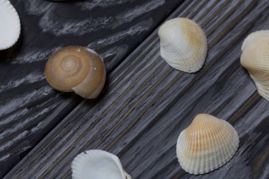 Deniz yıldızı, çakıl taşı ve birçok farklı deniz kabuğu. Siyah beyaza boyanmış çam ağacından tahtalara.