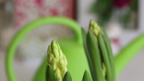 Dois jacintos em uma panela, preparando-se para a floração. Botões não soprados, bulbos de flores são visíveis. Imagem de close-up . — Vídeo de Stock