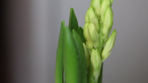 Zwei Hyazinthen in einem Topf, die sich auf die Blüte vorbereiten. Ungeblasene Knospen sind sichtbar. Blumenzwiebeln in Großaufnahme geschossen. — Stockvideo