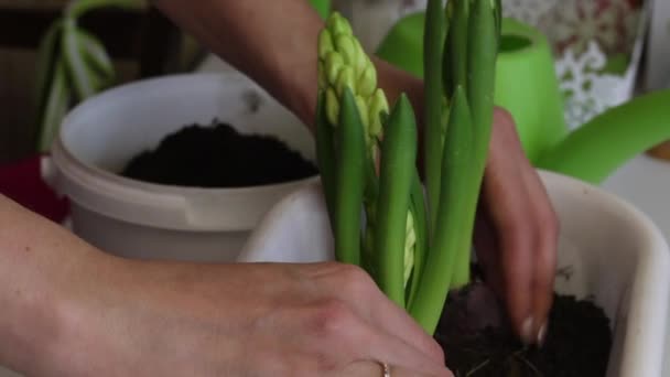 Vrouw die zorgt voor bollen hyacinten. Corrigeert planten en bedekt wortels met grond. Hyacint transplantatie. Close-up opname — Stockvideo