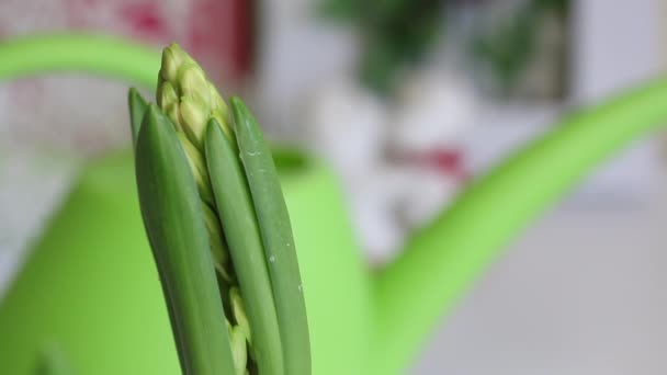 Dvě hyacinty v jednom hrnci, připravují se na rozkvět. Nefoukané pupeny jsou viditelné. Detailní záběr. — Stock video