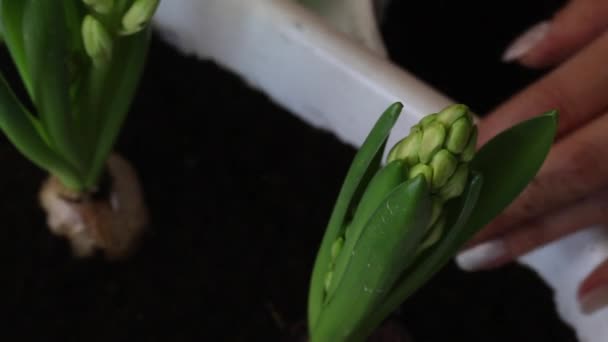 Una donna che si prende cura dei giacinti trapiantati. Scioglie il terreno vicino ai bulbi con una forchetta da giardino. Trapianto di giacinto. Primo piano. . — Video Stock