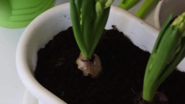 Žena si vezme plechovku s vodou a zalije transplantované hyacinty. Hyacinth transplant. Střela zblízka, shora — Stock video