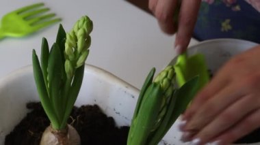 Nakledilmiş sümbüllerle ilgilenen bir kadın. Ampulleri toprakla kaplıyor. Toprağı ellerinle mühürlüyorsun. Sümbül nakli. Yakın çekim..