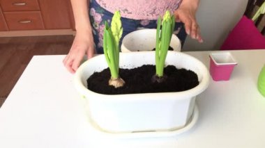 Sümbül ampulleriyle ilgilenen bir kadın. Bir bahçe çatalıyla çevrelerindeki toprağı gevşetiyorlar. Sümbül nakli.