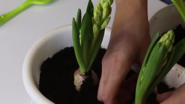 Een vrouw die zorgt voor getransplanteerde hyacinten. Corrigeert planten en bedekt wortels met grond. Sluit de grond af met je handen. Hyacint transplantatie. Close-up opname. — Stockvideo