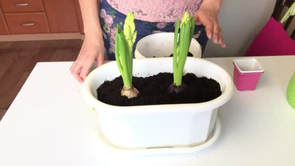 Mujer cuidando bulbos de jacintos. Con la ayuda de un tenedor de jardín afloja el suelo a su alrededor. Trasplante de jacinto . — Vídeos de Stock