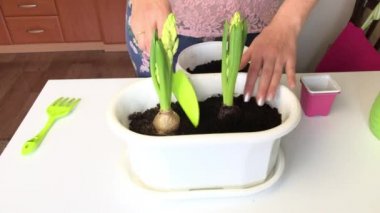 Sümbül ampulleriyle ilgilenen bir kadın. Kürek kemiğinin yardımıyla onları toprakla kaplıyor. Sümbül nakli