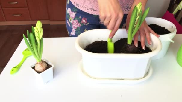 Transplante jacintos em uma panela maior. Uma mulher prepara um lugar para o bulbo no solo. Tira uma flor com um bulbo e raízes de um pote temporário. Transplantes para um novo lugar — Vídeo de Stock