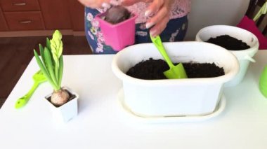 Daha büyük bir kaba sümbül nakli. Bir kadın toprakta ampul için bir yer hazırlar. Ampul ve kökleri olan bir çiçeği geçici bir saksıdan çıkarır. Yeni bir yere nakledilir..