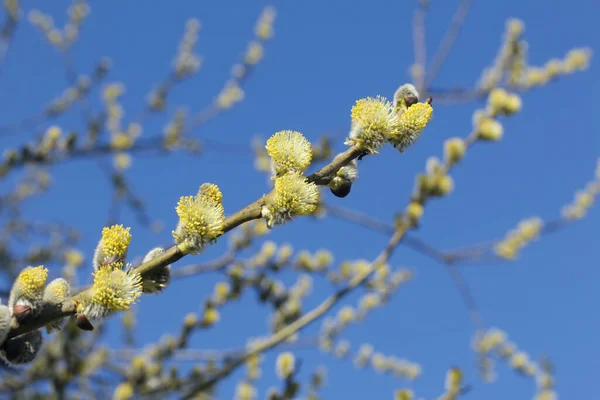 Ein Zweig Einer Blühenden Weide Gegen Den Blauen Himmel Gelbe — Stockfoto