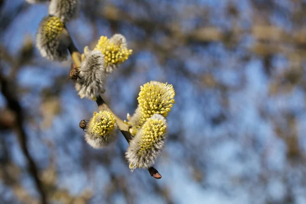 Větev Kvetoucí Vrby Proti Modré Obloze Viditelné Jsou Žluté Květy — Stock fotografie