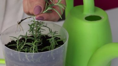 Bir kadın filizlenmiş kökleri olan bir biberiye dalı gösteriyor. Parmak toprakta delikler açar. Kökleri filizlenmiş ve toprağa ekilmiş biberiye dallarını alır. Evde baharat yetiştirmek. Yakın çekim..