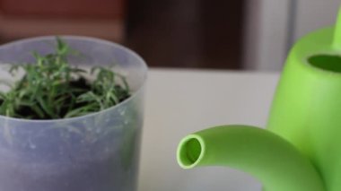 Biberiye filizi ekilmiş tencere. Sulama kabı. Odaklanma birinden diğerine hareket eder. Evde baharat yetiştirmek. Yakın çekim..