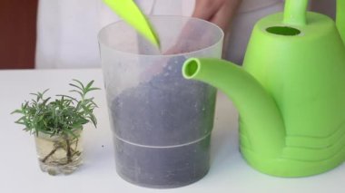 Su dolu bir bardakta biberiye dalları. Filizlenmiş kökler. Bir kadın çömleğe toprak ekler. Sulama için suyu olan bir su bidonunun yanında. Evde baharat yetişiyor..