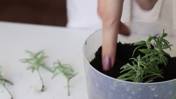 Pot with rosemary branches planted. Woman finger makes holes in the soil. It takes rosemary branches with sprouted roots and planted in the soil. Growing spices at home. Close-up shot. — Stock Video