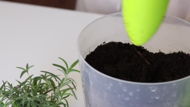 Rosemary branches in a glass with water. A woman adds soil to the pot. Growing spices at home. Close-up shot. — Stock Video