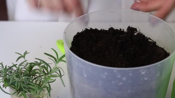 En kvinna tillför jord till en blomkruka. Fingret gör hål i den. Han tar fram ett glas rosmarin med grodda rötter. Odlar kryddor hemma. Närbild. — Stockvideo