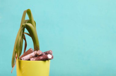 Tencerede solmuş bitki. Aşınmayla kaplı kullanılmış piller. Bitkinin köklerinde yatıyor. Çevre Koruma, Dünya Günü.